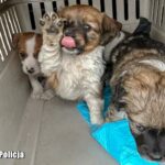 Fot. Lubuska Policja