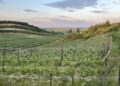 fot:Stowarzyszenie Santockie Winnice