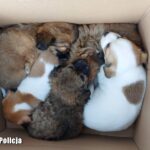 Fot. Lubuska Policja