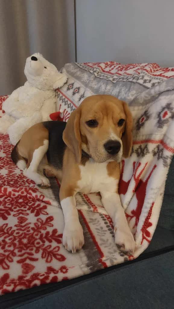 Jak pomóc zwierzętom przetrwać Sylwestra Radio Zachód - Lubuskie