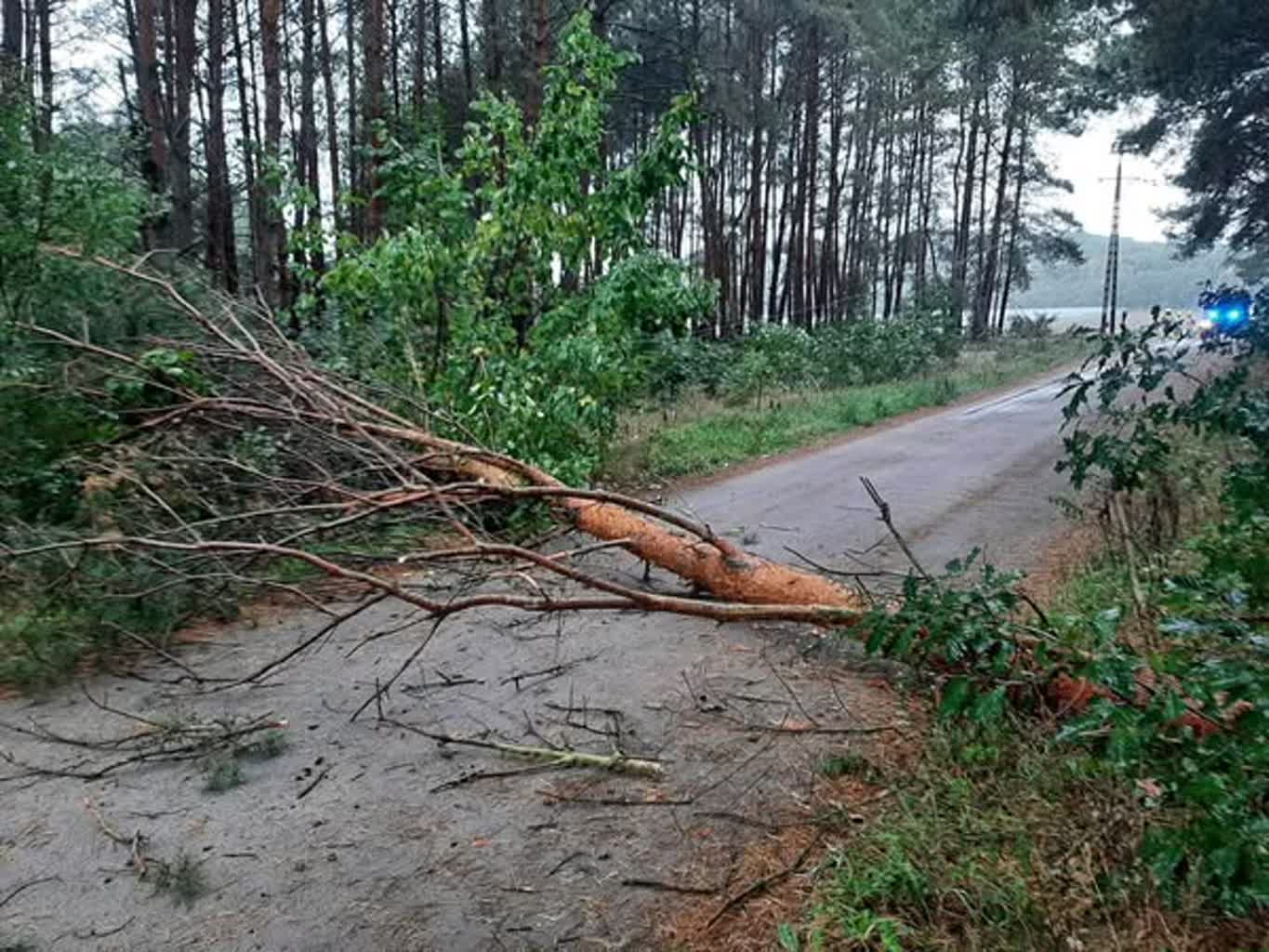 Strażacy wzywani do połamanych gałęzi Radio Zachód - Lubuskie