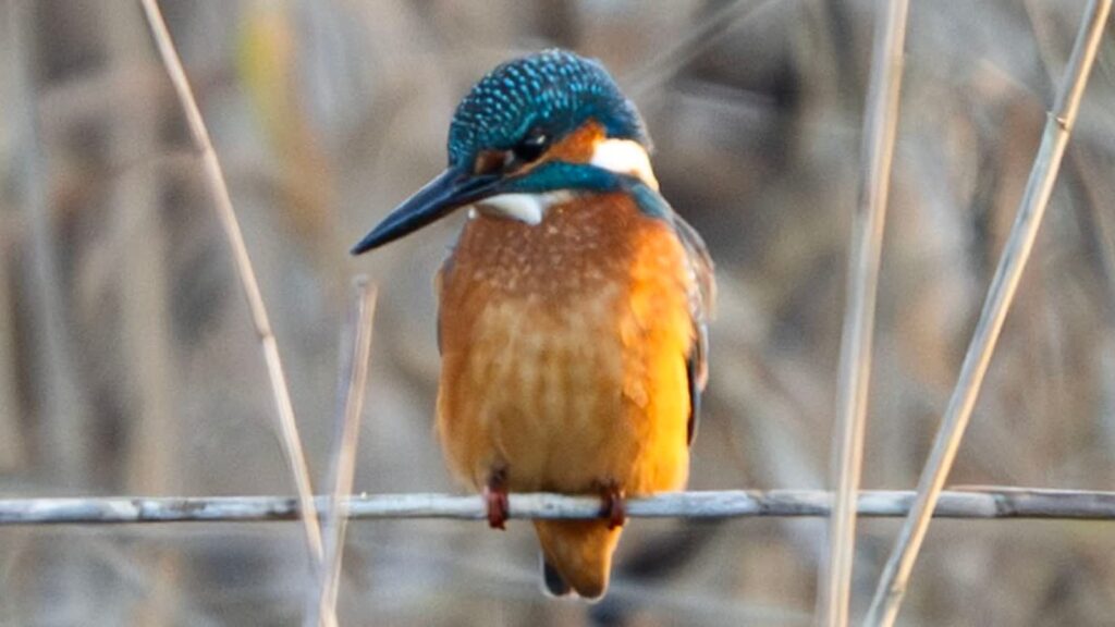 Zimowe Ptakoliczenie w PN „Ujście Warty” 4 Fot. Park Narodowy "Ujście Warty"/FB