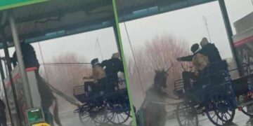 Myli konia w myjni samochodowej. Policja wyjaśnia sprawę znęcania się nad zwierzęciem Radio Zachód - Lubuskie