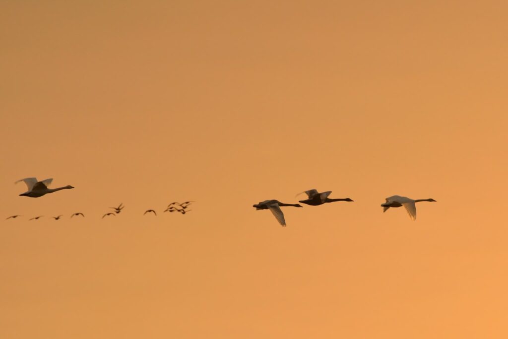 fot. Olga Betańska / Park Narodowy Ujście Warty