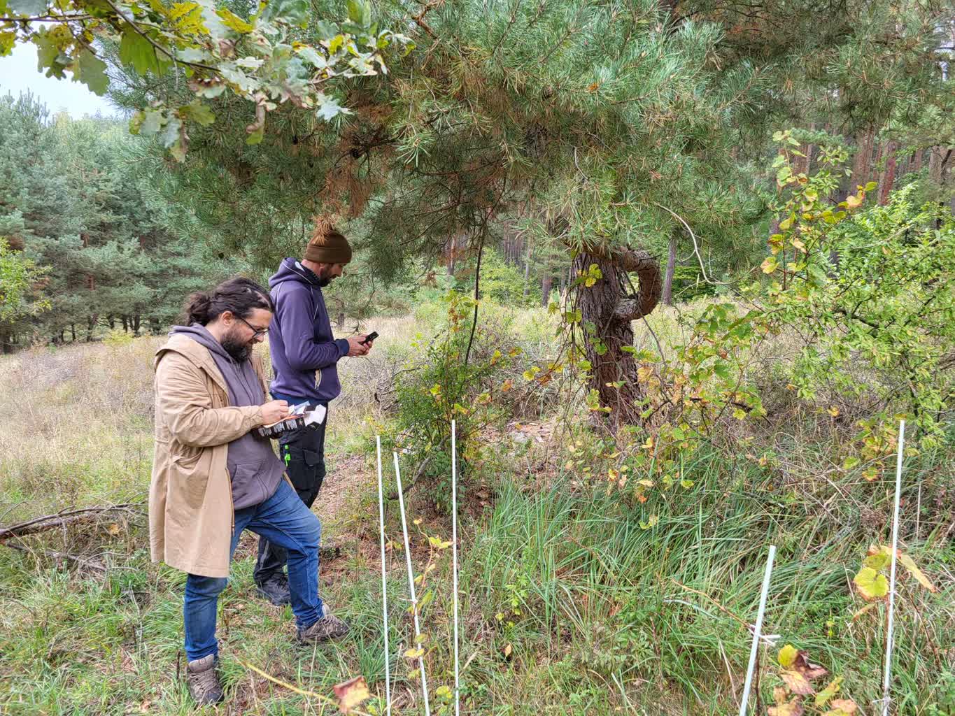 Trwają badania winorośli z Zielonej Góry i okolic Radio Zachód - Lubuskie