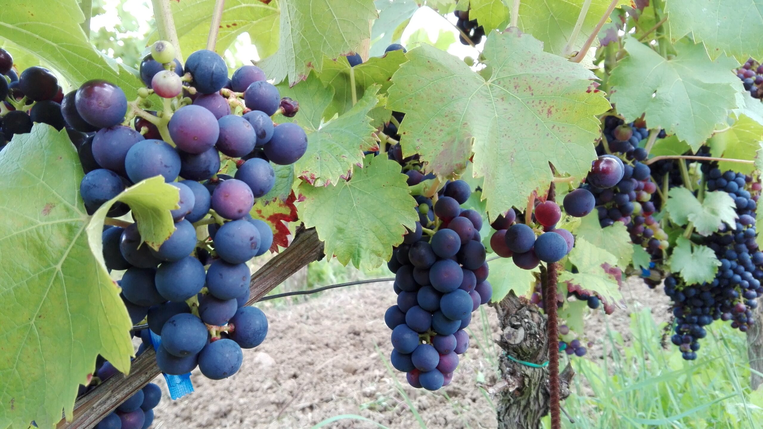 Cenny dla regionu nowy szczep winorośli Radio Zachód - Lubuskie