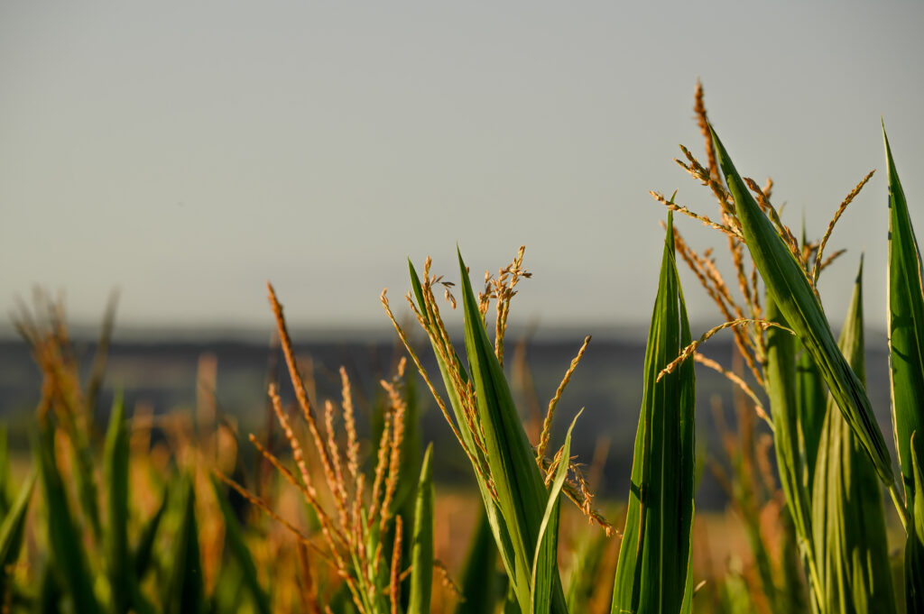 Nasiona kukurydzy - kompletny przewodnik wyboru odmian Nasiona kukurydzy - kompletny przewodnik wyboru odmian Radio Zachód - Lubuskie