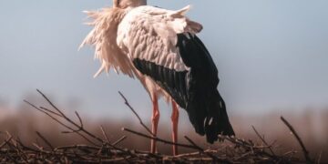 Bociany wracają do Polski Radio Zachód - Lubuskie