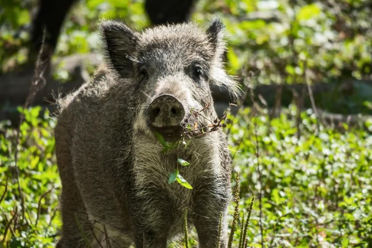 Sanitarny odstrzał dzików w lubuskich lasach Radio Zachód - Lubuskie