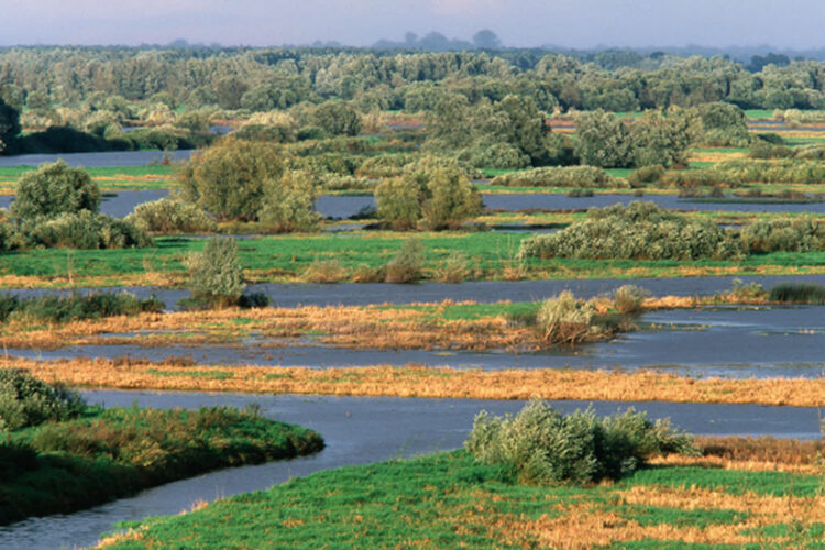 Widok z wieży obserwacyjnej w Chyrzynie (© Przemysław Szymoński)