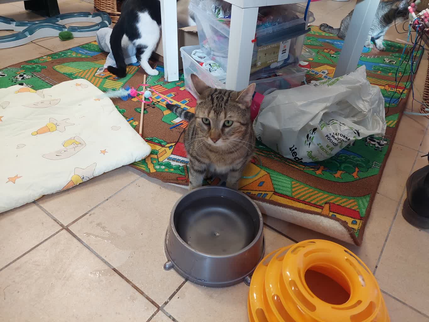 Światowy Dzień Kota w zielonogórskim schronisku [ZDJĘCIA] Radio Zachód - Lubuskie
