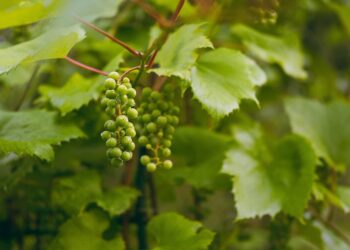 Al. Słowackiego – winnica do odnowienia Radio Zachód - Lubuskie