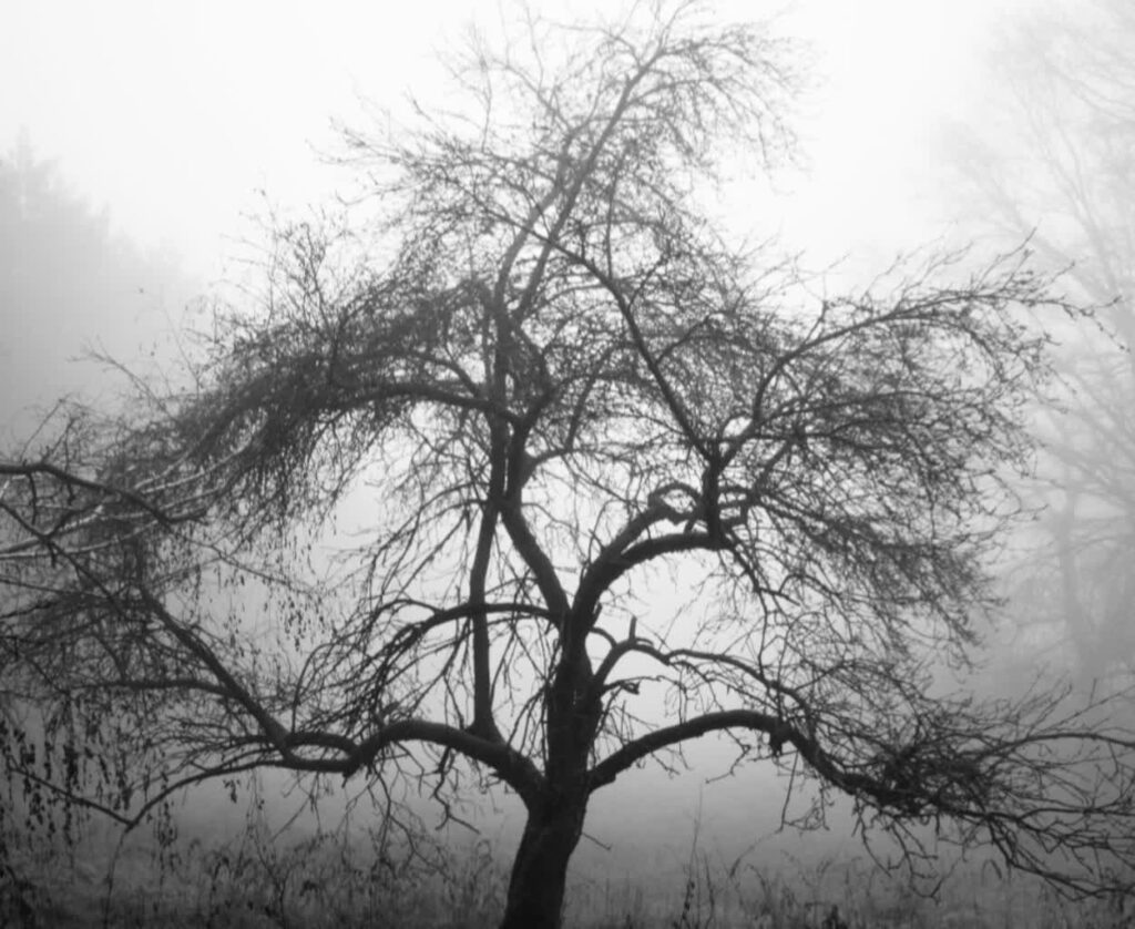 "Rajska jabłoń"- posłuchaj reportażu Cezarego Galka "Rajska jabłoń"- posłuchaj reportażu Cezarego Galka Radio Zachód - Lubuskie