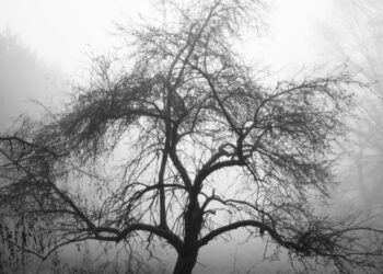 "Rajska jabłoń"- posłuchaj reportażu Cezarego Galka Radio Zachód - Lubuskie