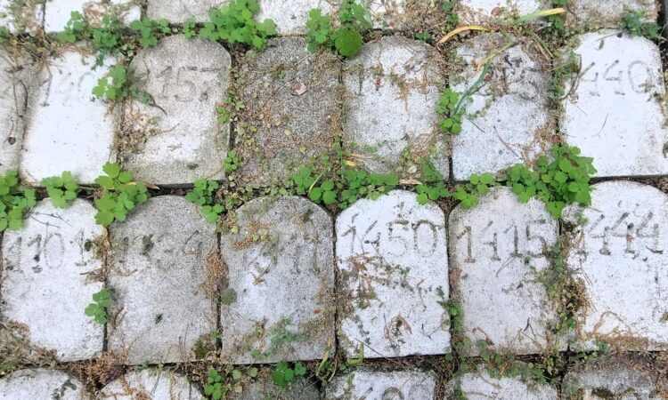 „Zezwolenie na niszczenie życia niewartego życia”- posłuchaj reportażu Cezarego Galka Radio Zachód - Lubuskie