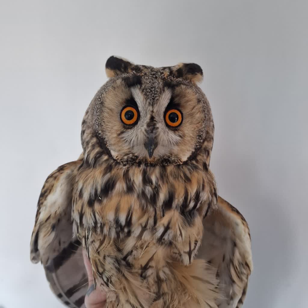 Czy powinniśmy dokarmiać ptaki w sezonie zimowym? Radio Zachód - Lubuskie