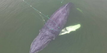 Wieloryb zaplątany w sieci na Bałtyku został uwolniony 10 PAP/Morska Służba Poszukiwania i Ratownictwa