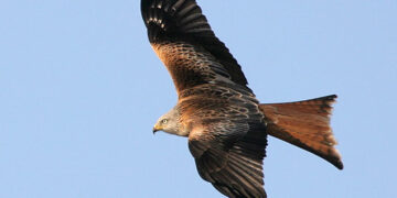 Kania ruda w locie (wikipedia.com/Thomas Kraft)