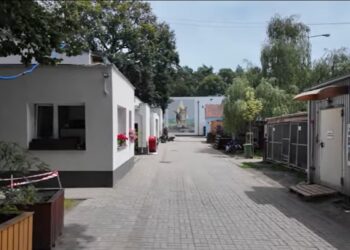 Miasto planuje samodzielnie prowadzić schronisko dla bezdomnych zwierząt Radio Zachód - Lubuskie