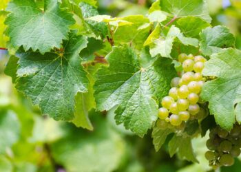 Powstaje winnica przy al. Słowackiego Radio Zachód - Lubuskie