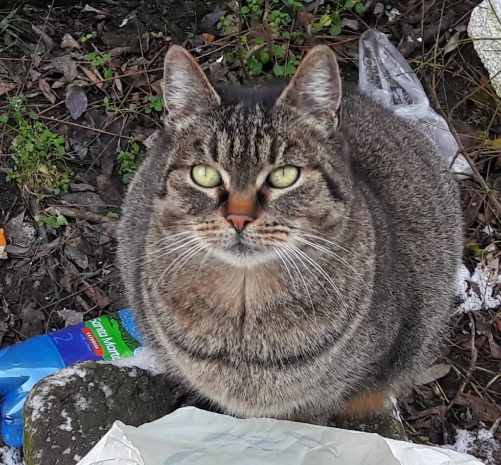 "Kot - gatunek wykluczony" reportaż Izabeli Kwiatkowskiej "Kot - gatunek wykluczony" reportaż Izabeli Kwiatkowskiej Radio Zachód - Lubuskie