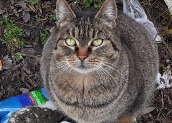 "Kot - gatunek wykluczony" reportaż Izabeli Kwiatkowskiej Radio Zachód - Lubuskie