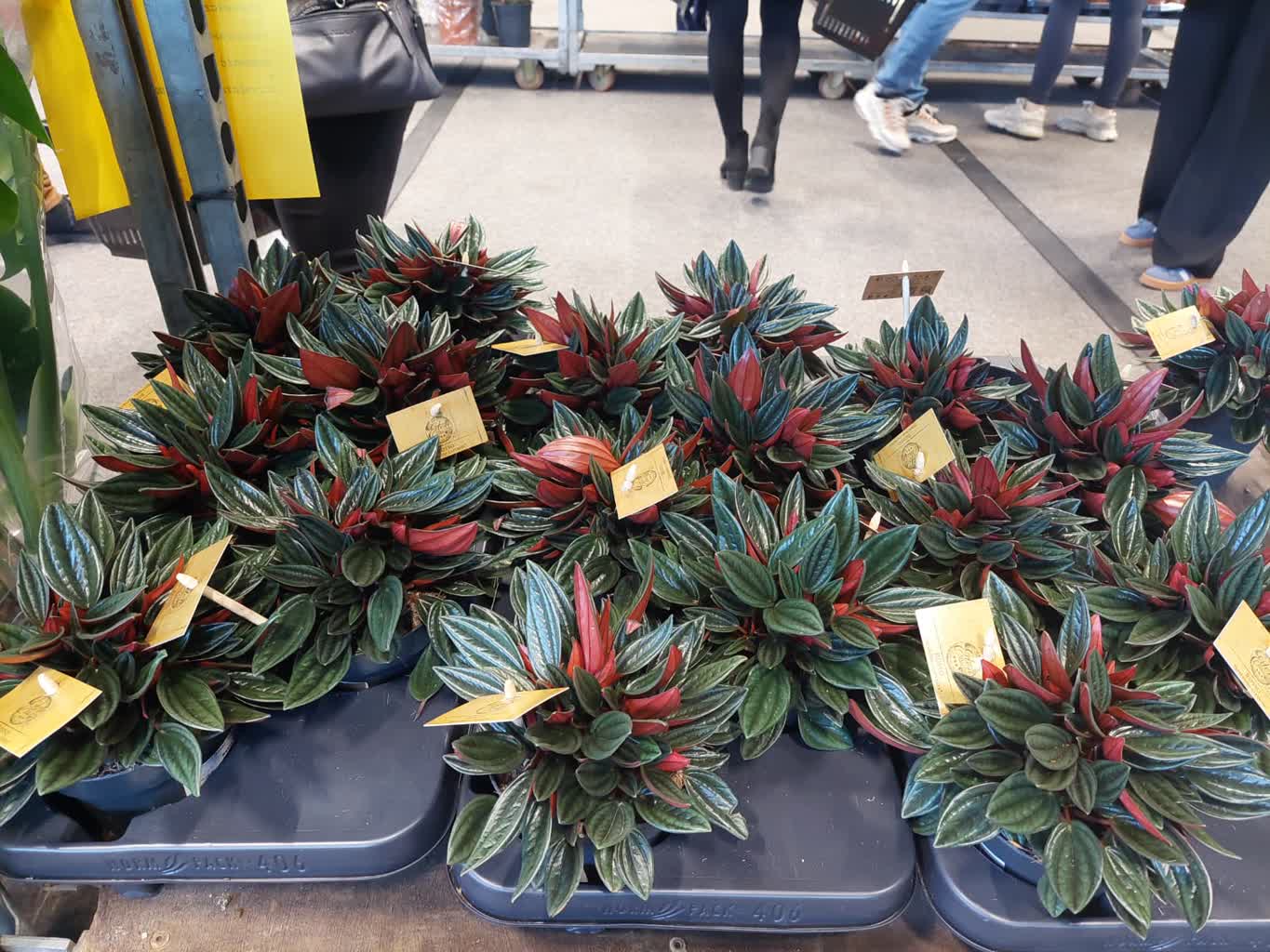 Festiwal Roślin w Zielonej Górze [GALERIA ZDJĘĆ] Radio Zachód - Lubuskie