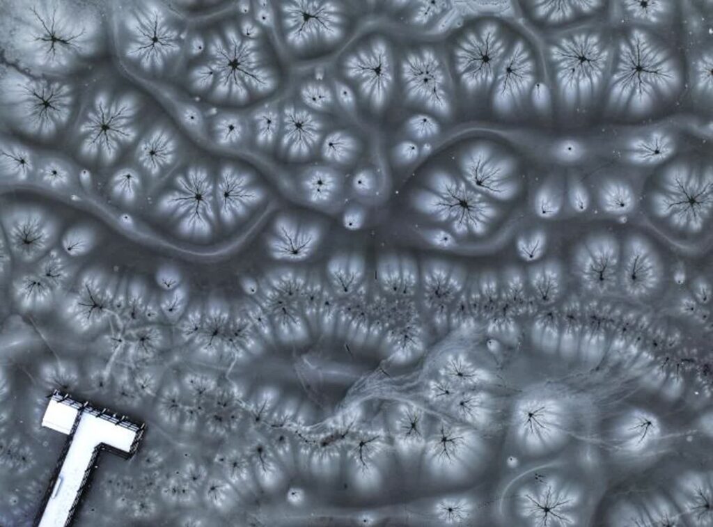 fot. Jakub Kazimir - Nadleśnictwo Wymiarki