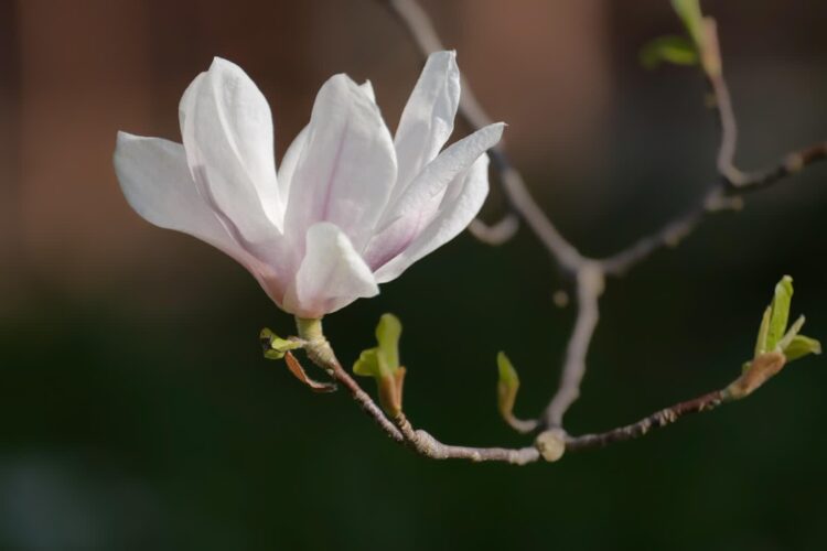 Zwiastuny wiosny: kwitnące magnolie i przylot bocianów 9 fot. Pixabay