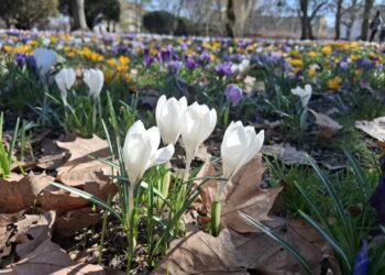 Tysiące krokusów rozkwitło w centrum Gorzowa Radio Zachód - Lubuskie
