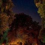 Fot. Marcin Kopij/Arboretum Wojsławice/FB