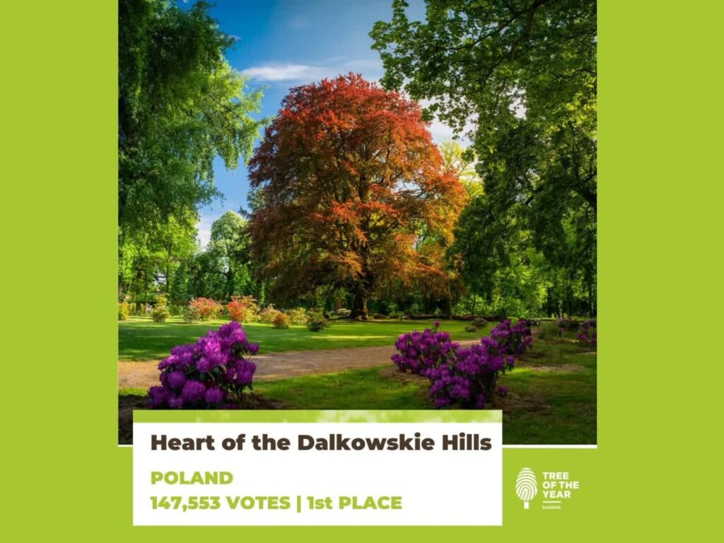 Fot. European Tree of the Year/FB