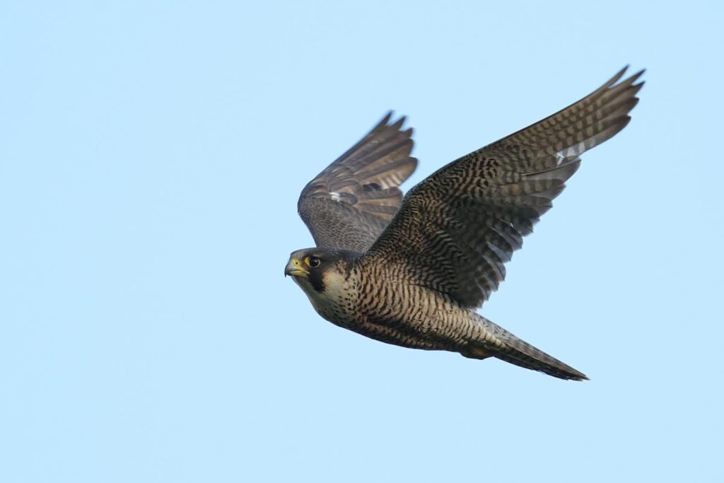 Sokoły wędrowne wróciły do Lubuskiego 1 Sokół wędrowny w locie (fot. Arkadiusz Traczyk)