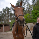 Gwiazdy jeździectwa w Drzonkowie! [GALERIA ZDJĘĆ] Radio Zachód - Lubuskie