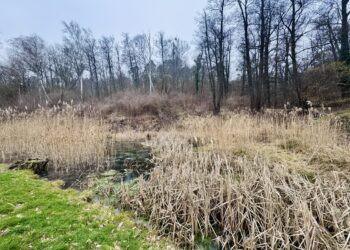 GIM szuka wykonawcy Parku Czechówek Radio Zachód - Lubuskie