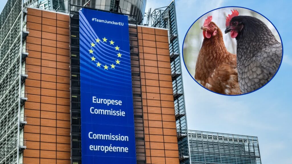 Zdjęcie ilustracyjne. Kolaż zdjęć Pixabay