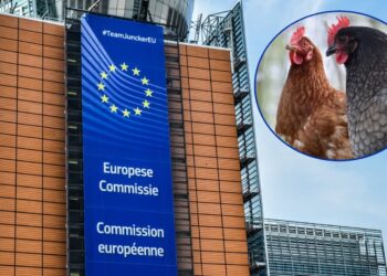 Zdjęcie ilustracyjne. Kolaż zdjęć Pixabay