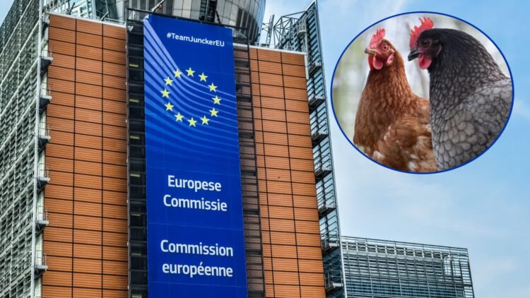 Zdjęcie ilustracyjne. Kolaż zdjęć Pixabay