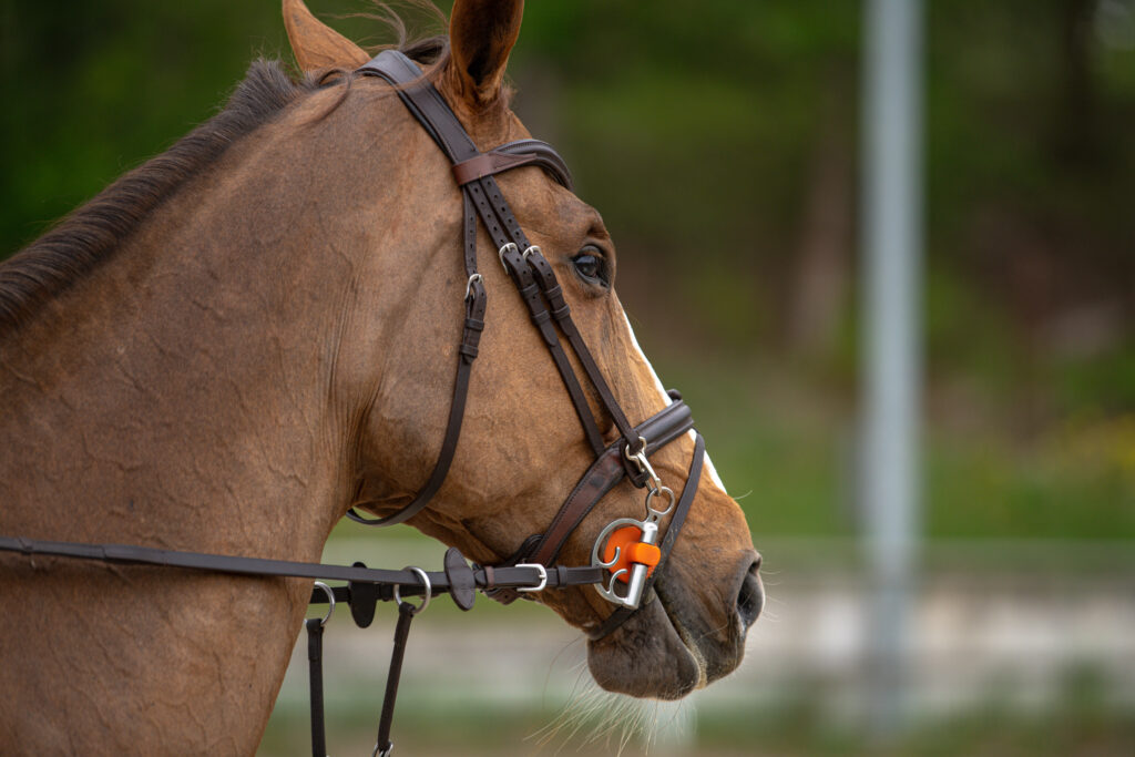 Gwiazdy jeździectwa w Drzonkowie! [GALERIA ZDJĘĆ] Radio Zachód - Lubuskie