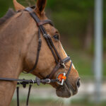 Gwiazdy jeździectwa w Drzonkowie! [GALERIA ZDJĘĆ] Radio Zachód - Lubuskie