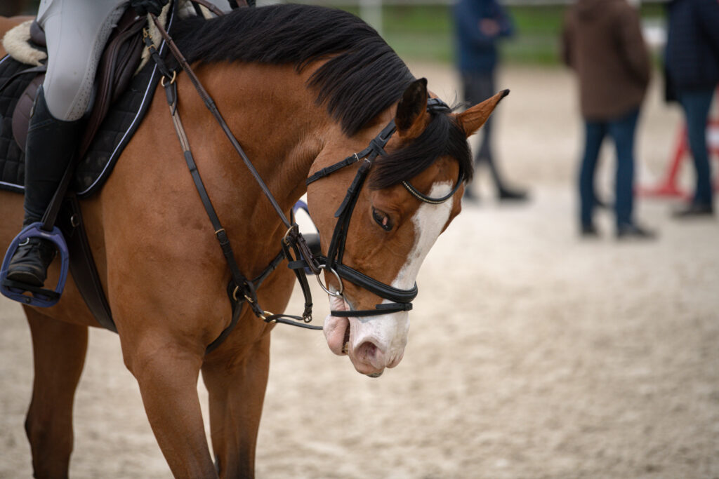 Gwiazdy jeździectwa w Drzonkowie! [GALERIA ZDJĘĆ] Radio Zachód - Lubuskie