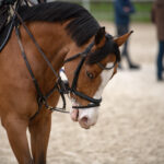 Gwiazdy jeździectwa w Drzonkowie! [GALERIA ZDJĘĆ] Radio Zachód - Lubuskie