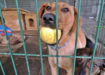 Kto pokieruje zielonogórskim schroniskiem? Miasto ogłosiło konkurs na dyrektora placówki Radio Zachód - Lubuskie