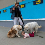 Gwiazdy jeździectwa w Drzonkowie! [GALERIA ZDJĘĆ] Radio Zachód - Lubuskie