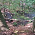 Foto: Nadleśnictwo ZG