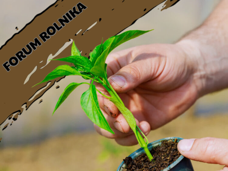 Forum Rolnika #2: Wsparcie rolno-środowiskowo-klimatyczne w ramach Planu Strategicznego WPR 2023-2027. Radio Zachód - Lubuskie