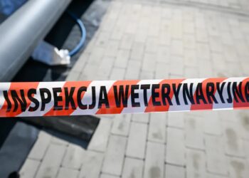 Pryszczyca (zdjęcie ilustracyjne). Fot. PAP/Darek Delmanowicz