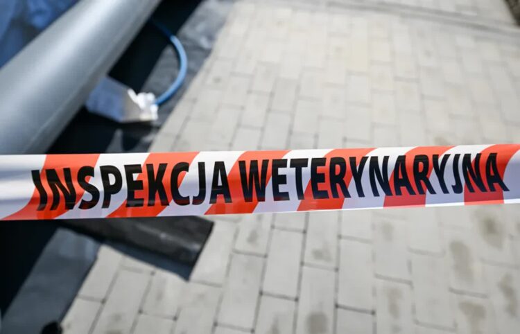 Pryszczyca (zdjęcie ilustracyjne). Fot. PAP/Darek Delmanowicz