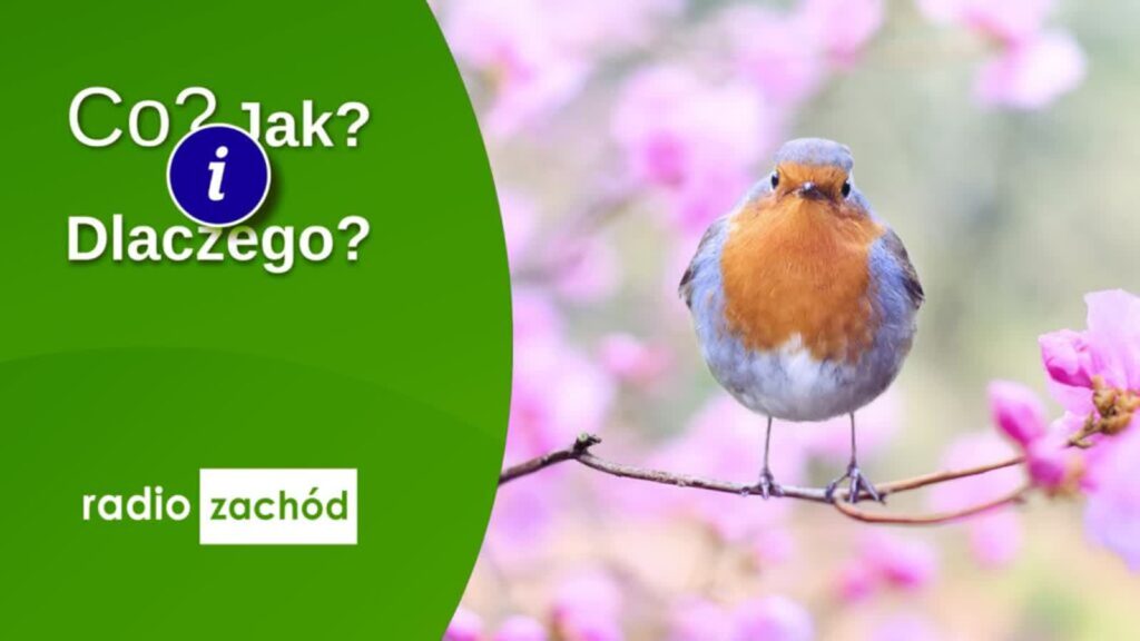 Symbolika i różnorodność wielkanocnych zwyczajów Symbolika i różnorodność wielkanocnych zwyczajów Radio Zachód - Lubuskie