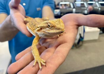 Wystartowały dwudniowe targi terrarystyczne w Zielonej Górze Radio Zachód - Lubuskie